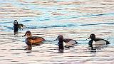 Ring-necked Ducks_DSCF00245